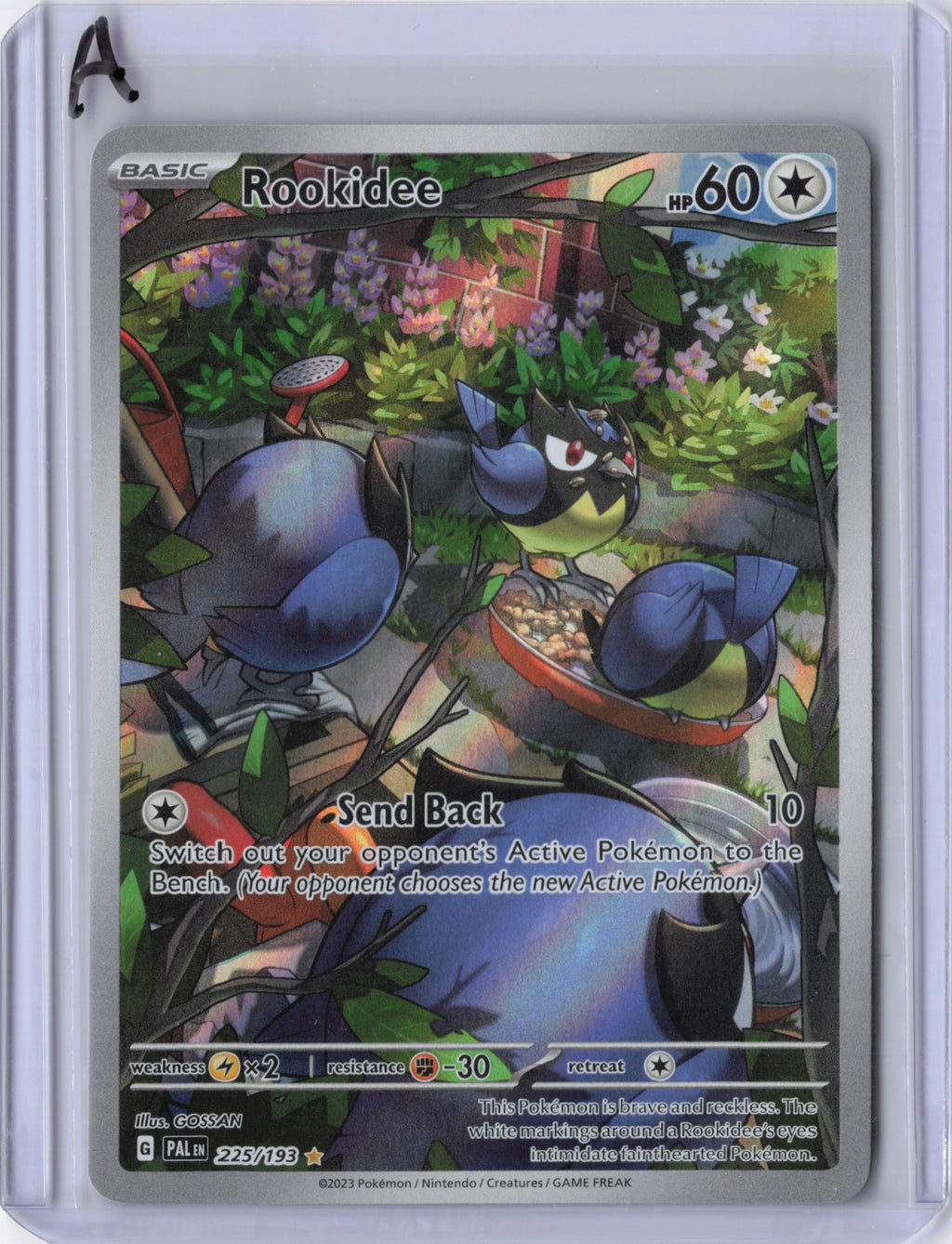Rookidee - Paldea Evolved