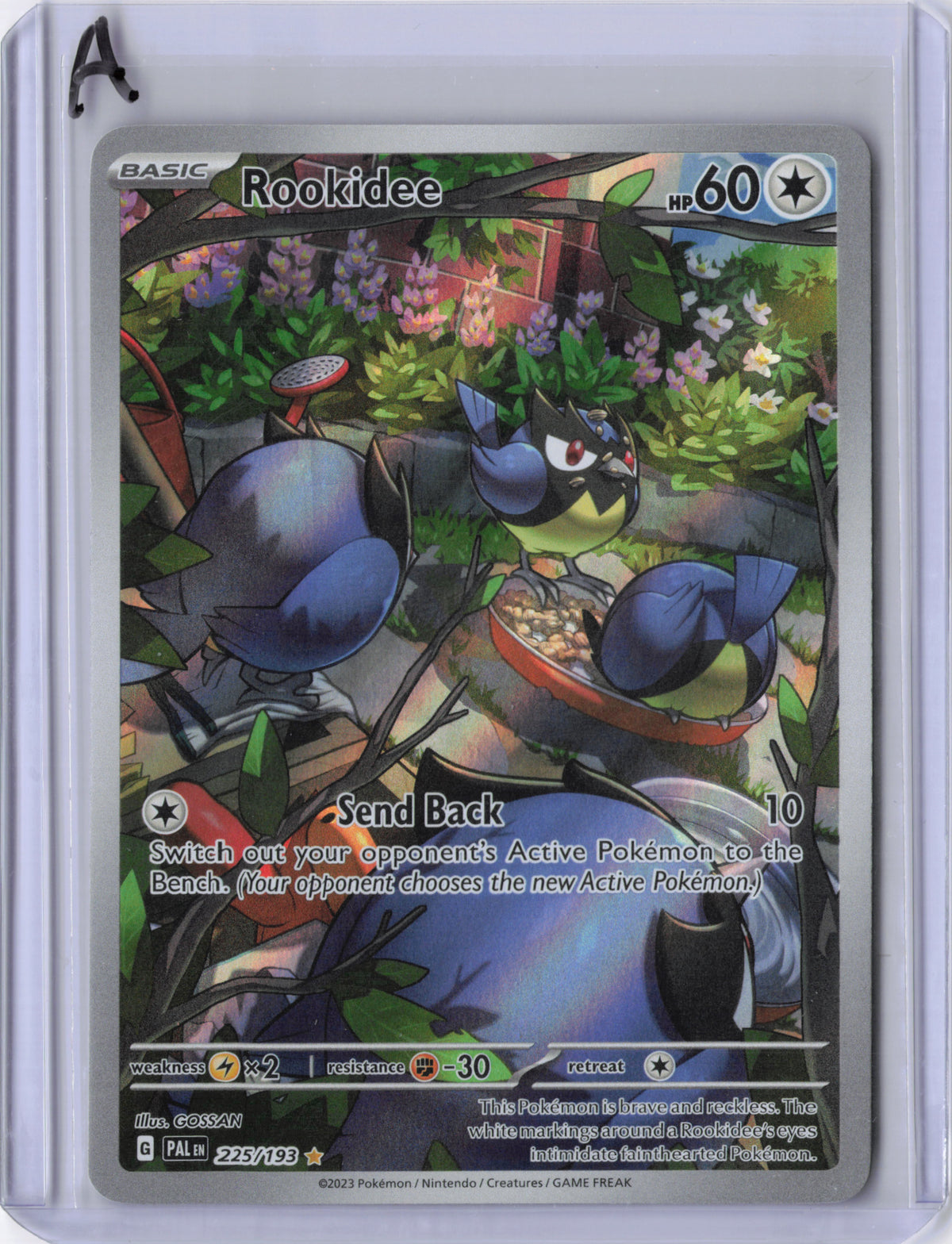 Rookidee - Paldea Evolved
