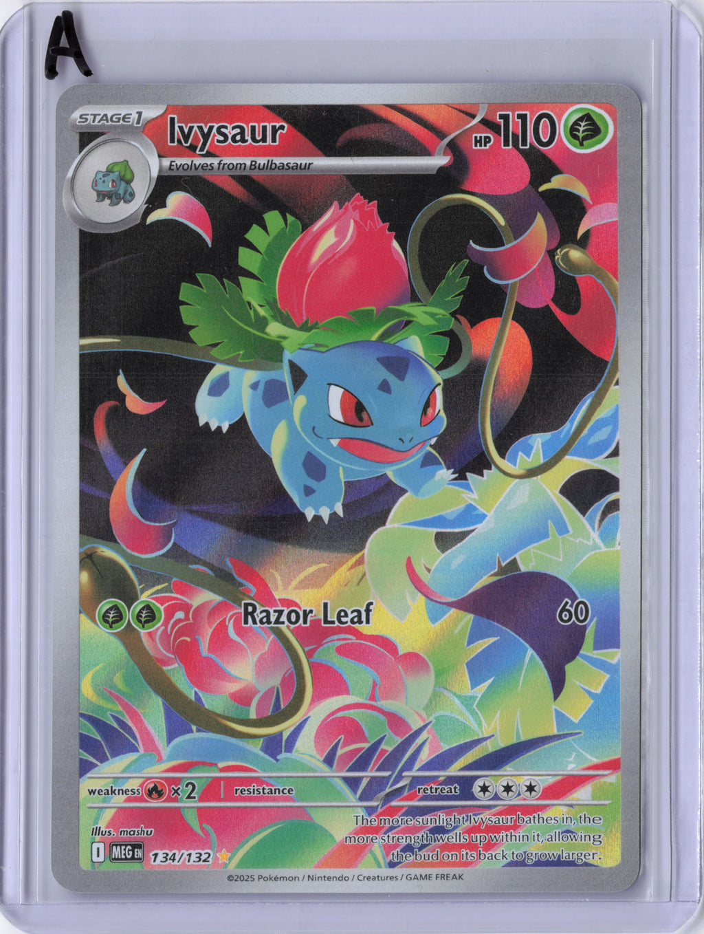 Ivysaur - 134/132 - ME01: Mega Evolution (MEG)